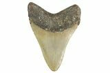 Fossil Megalodon Tooth - North Carolina #354515-1